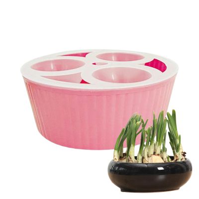 3-Hole Hydroponic Hyacinth Bulb Growing Container