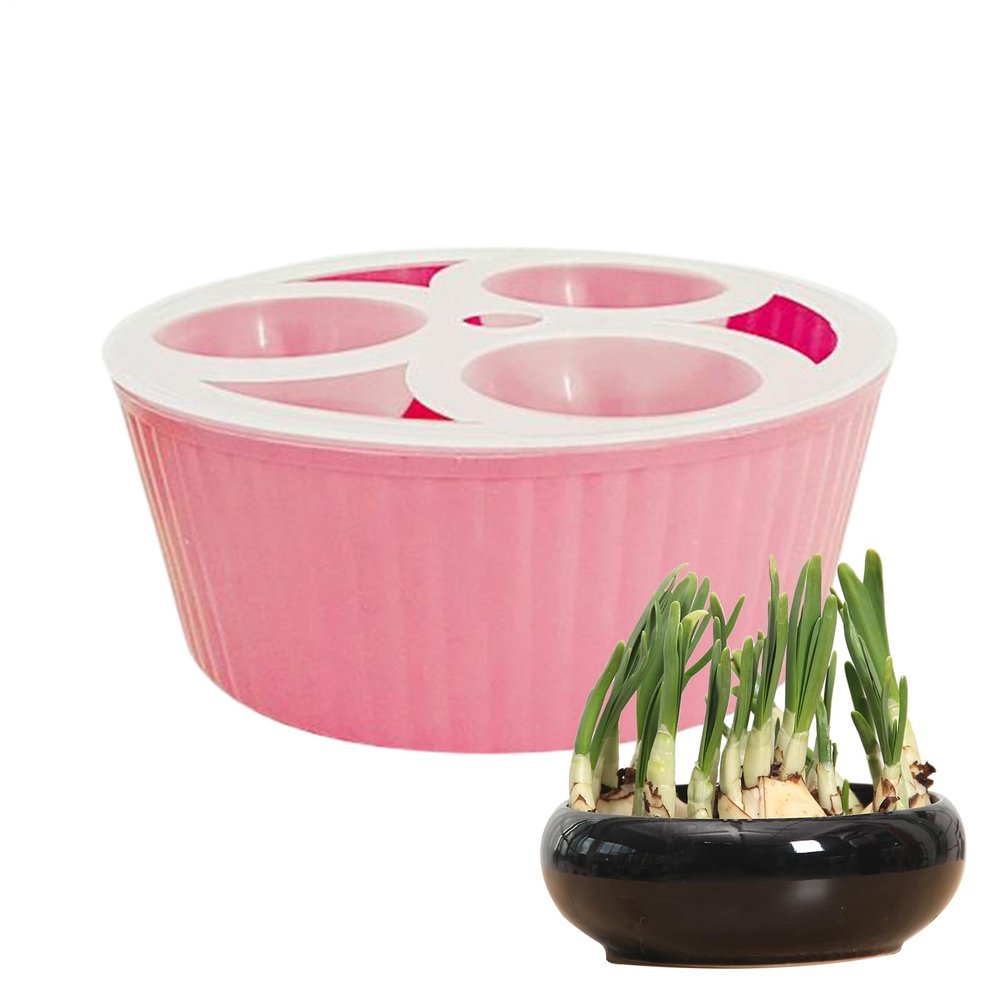 3-Hole Hydroponic Hyacinth Bulb Growing Container