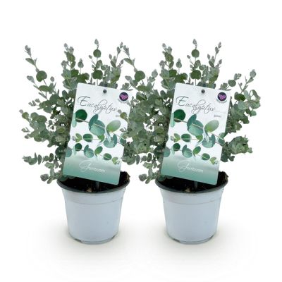 Exotenherz Eucalyptus gunnii, 2-Pack, Winter-Hardy, 14 cm Pot, 30 cm Tall