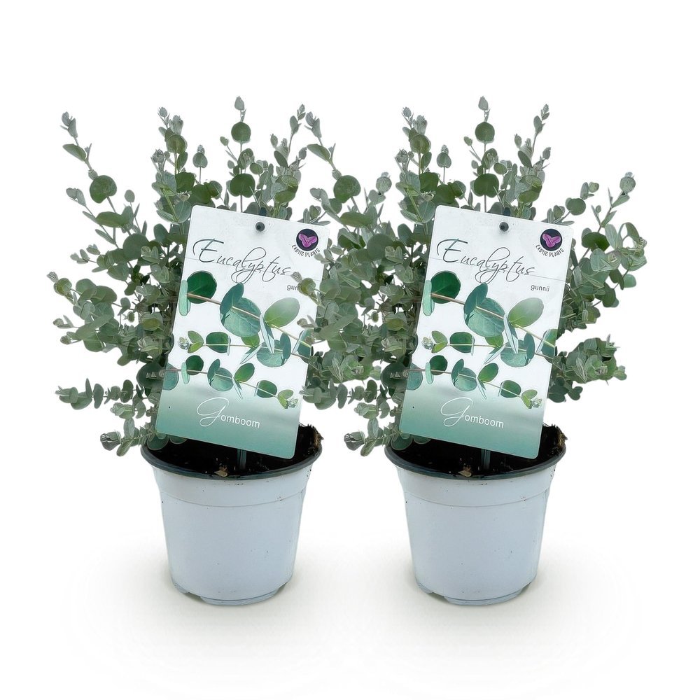 Exotenherz Eucalyptus gunnii, 2-Pack, Winter-Hardy, 14 cm Pot, 30 cm Tall