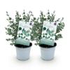 Exotenherz Eucalyptus gunnii, 2-Pack, Winter-Hardy, 14 cm Pot, 30 cm Tall view 1