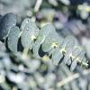 Exotenherz Eucalyptus gunnii, 2-Pack, Winter-Hardy, 14 cm Pot, 30 cm Tall view 2