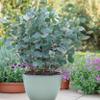 Exotenherz Eucalyptus gunnii, 2-Pack, Winter-Hardy, 14 cm Pot, 30 cm Tall view 3