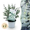 Exotenherz Eucalyptus gunnii, 2-Pack, Winter-Hardy, 14 cm Pot, 30 cm Tall view 4