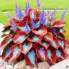 Fast-Growing Hardy Perennial Rare Hosta, Easy to Care for—6 Bulbs view 1