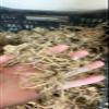 Fast-Growing Hardy Perennial Rare Hosta, Easy to Care for—6 Bulbs view 2