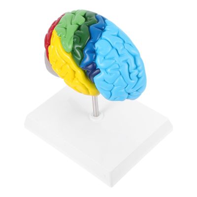 1:1 Human Brain Model Made of PVC for Medical Instruction