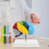 1:1 Human Brain Model Made of PVC for Medical Instruction view 3