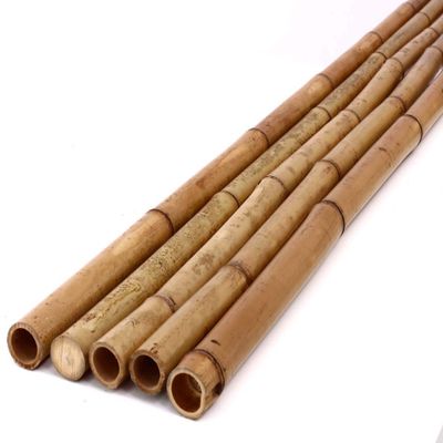 1 Moso Bamboo Cane, Phyllostachys pubescens, Carbonized, 300 cm, 3–4 cm Diameter, Yellow-Brown, 1 kg