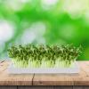 Alasum Mason Jar Sprouting Tray, White Plastic view 4