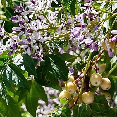 Chinaberry Tree - Bead Tree - Melia azedarach, 5+ Seeds E 371