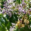 Chinaberry Tree - Bead Tree - Melia azedarach, 5+ Seeds E 371 view 1