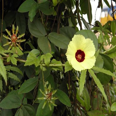 Tropical Sour Hibiscus - Hibiscus surattensis Bush Sorrel, 5+ Seeds - Ed 073