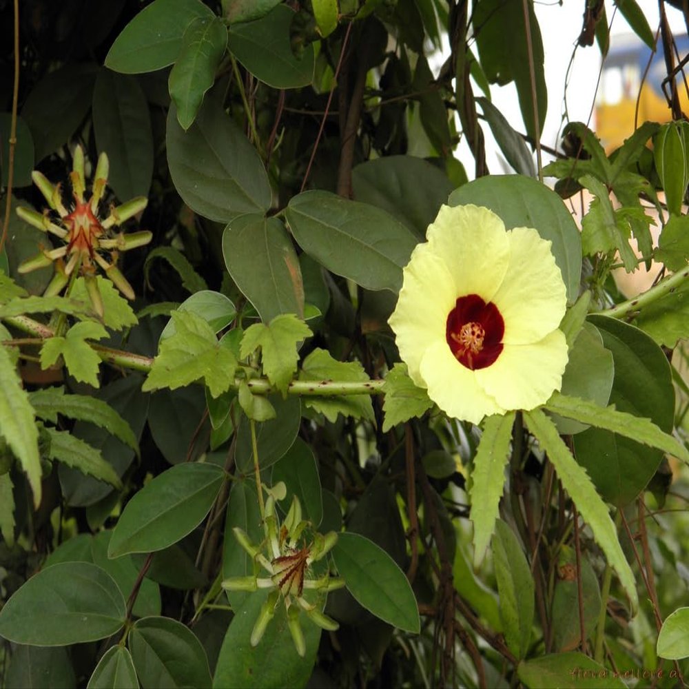 Tropical Sour Hibiscus - Hibiscus surattensis Bush Sorrel, 5+ Seeds - Ed 073