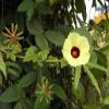Tropical Sour Hibiscus - Hibiscus surattensis Bush Sorrel, 5+ Seeds - Ed 073 view 1