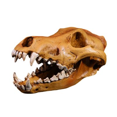 ROYJJ Realistic Wolf Skeleton Model Replica for Home Décor, Museums, Exhibitions, and Educational Anatomy Displays