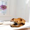 ROYJJ Realistic Wolf Skeleton Model Replica for Home Décor, Museums, Exhibitions, and Educational Anatomy Displays view 3