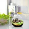 Glass Plant Terrarium with Lid, Christmas Gift Idea view 3