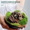 Glass Plant Terrarium with Lid, Christmas Gift Idea view 4