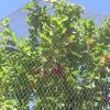 Stainless Steel Wire Mesh, 12.7 cm x 9.14 m, Rodent Barrier view 3