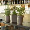 Euro3plast Aromatika and Materika Round and Square Flower and Herb Pots, 5 Sizes, 8 Colors (Taupe, 18 cm Round Etria) view 4