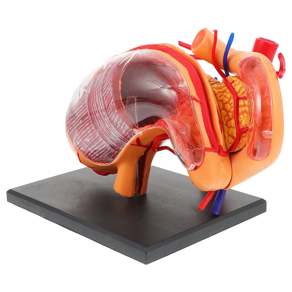 Mipcase Anatomical Stomach Model for Science Classes