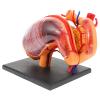 Mipcase Anatomical Stomach Model for Science Classes view 1