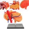 Mipcase Anatomical Stomach Model for Science Classes view 3