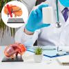 Mipcase Anatomical Stomach Model for Science Classes view 4