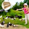 Licsaliwe Spill-Proof Wooden Pigeon Feeder for Poultry and Ducklings view 2