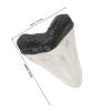 Realistic Resin Shark Tooth Ornament, Retro Decor view 2