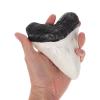 Realistic Resin Shark Tooth Ornament, Retro Decor view 3