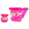 HADECOLL Dental Model – Removable Dental Implant Restoration Model, Semi-Metallic and Semi-Ceramic, Pink, 6 cm view 1