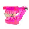 HADECOLL Dental Model – Removable Dental Implant Restoration Model, Semi-Metallic and Semi-Ceramic, Pink, 6 cm view 2