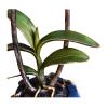 ZXLIHS Orchid Flower Desktop Sculpture view 2