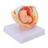 Pregnancy Model, Female Pelvis and Fetus, PVC Pregnancy Simulator view 1