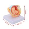 Pregnancy Model, Female Pelvis and Fetus, PVC Pregnancy Simulator view 2