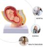 Pregnancy Model, Female Pelvis and Fetus, PVC Pregnancy Simulator view 3