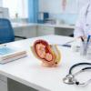 Pregnancy Model, Female Pelvis and Fetus, PVC Pregnancy Simulator view 4