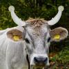 MAGICLULU 2 Pairs Silicone Horn Protectors for Cattle, Small and Large Sizes view 4