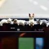Cute Mini Cat Desk Ornaments & Car Decoration - 5 Piece Set view 3