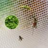Fine-Mesh Garden Netting for Vegetables, Fruit, and Flowers view 3