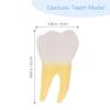 Garneck Compact Molar Model, Simulated PVC Tooth Specimen view 2