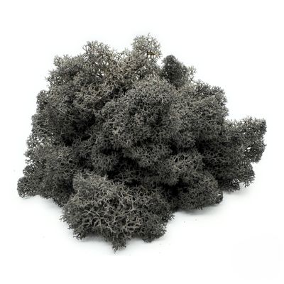 DIMOSA Preserved Reindeer Moss, Black, 1000 g