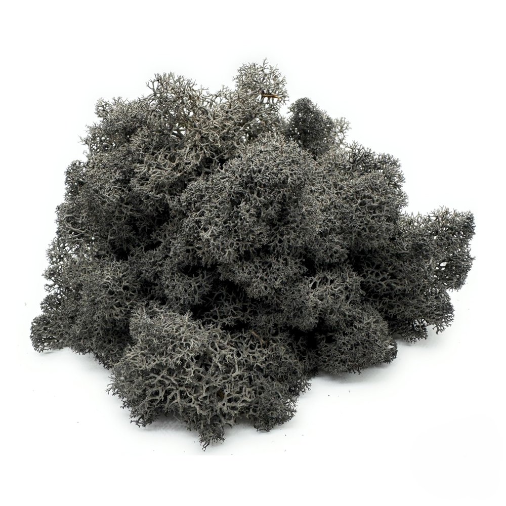 DIMOSA Preserved Reindeer Moss, Black, 1000 g