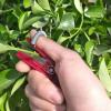 Garden Thumb Pruner view 3