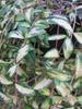 Small Yellow-Variegated Periwinkle 'Illumination' - Vinca minor - 20–25 cm view 1