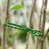 Plant Ties for Outdoor Plants, Adjustable Twist Ties, 50-Pack view 4