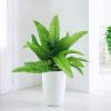 Artificial Boston Fern Plant view 2