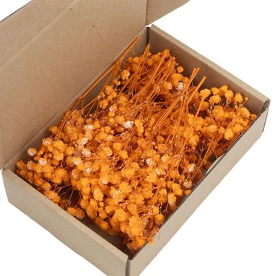 Pack of 50 Dried Baby's Breath Flowers with Green Stems